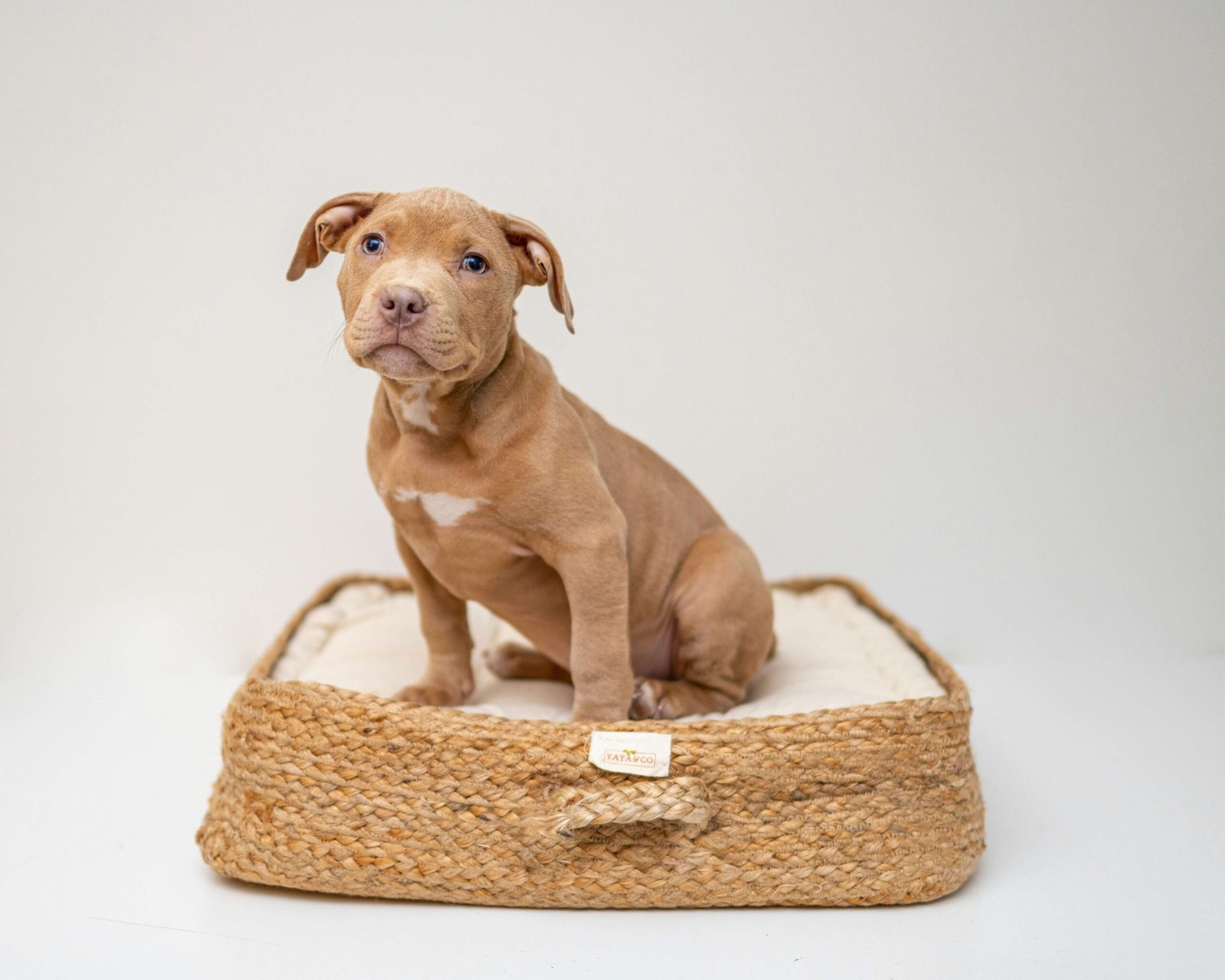 5 Ultimate Dog Bed Picks for Maximum Comfort Now!
