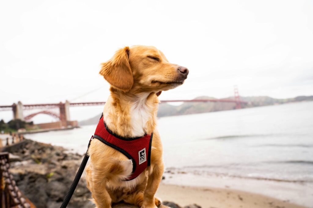 5 Top Dog Seat Belts for Ultimate Travel Safety!