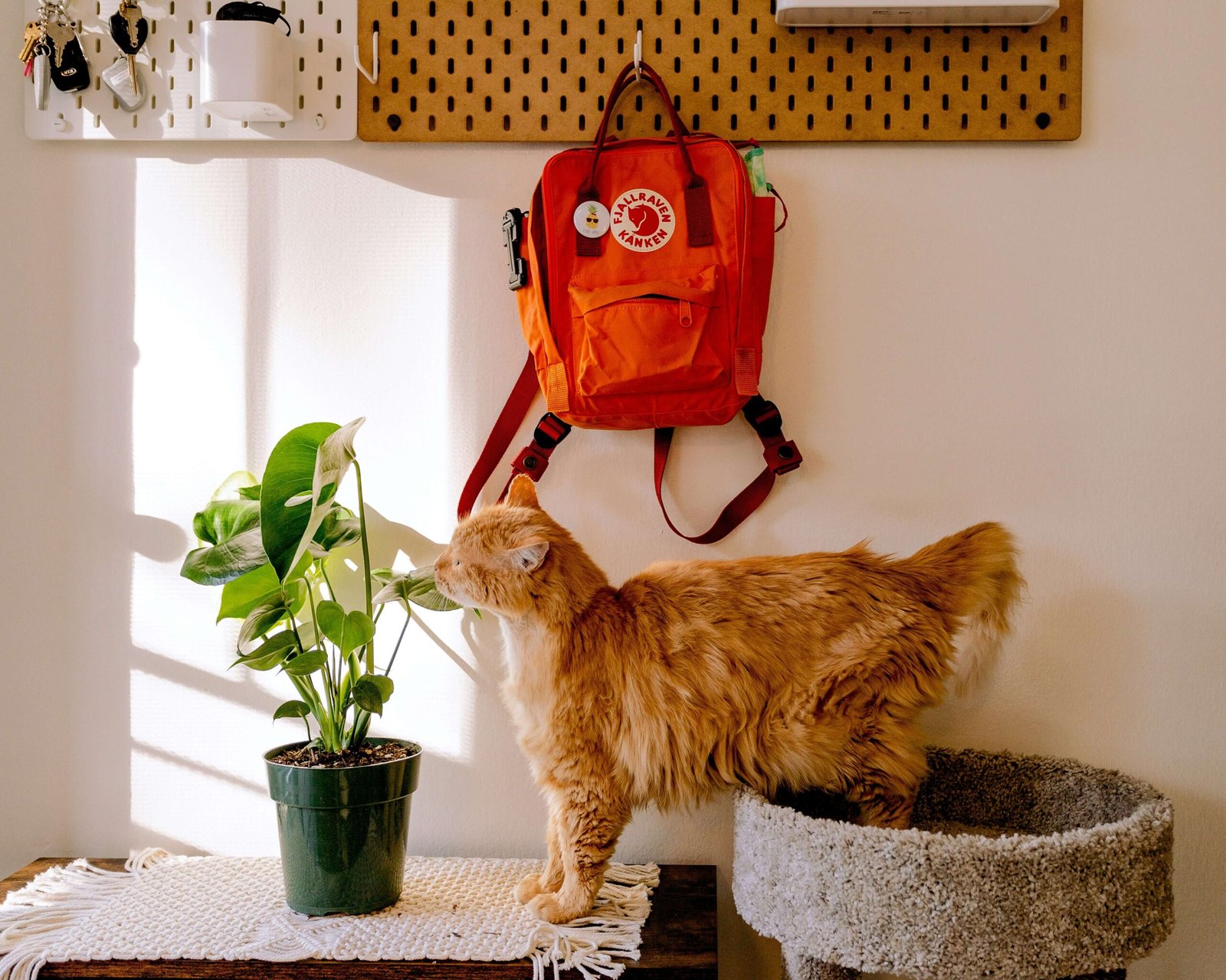 Top 5 Powerful Cat Backpacks for Your Adventurous Kitty!