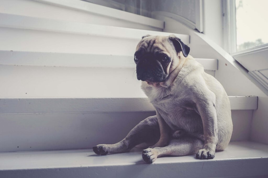 Top 5 Premium Dog Stairs for Ultimate Comfort & Safety!