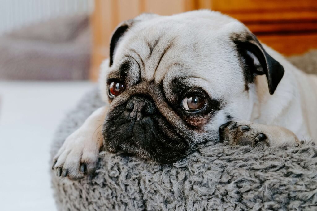 Top 5 Premium Waterproof Dog Beds for Ultimate Comfort!