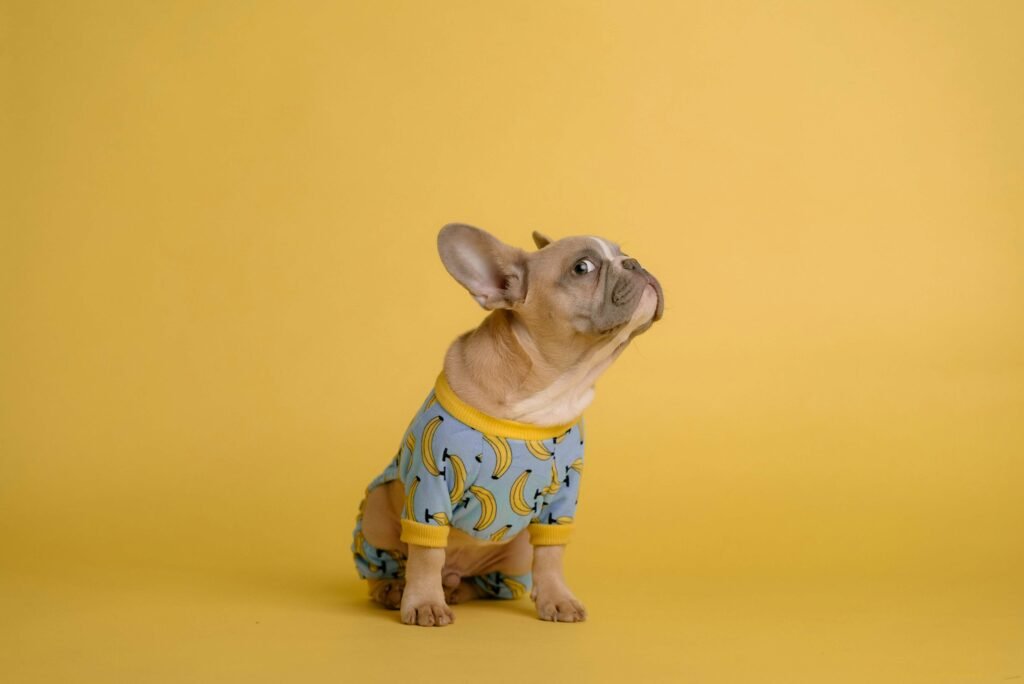 Top 5 Cozy Dog Pajamas for Ultimate Winter Comfort!