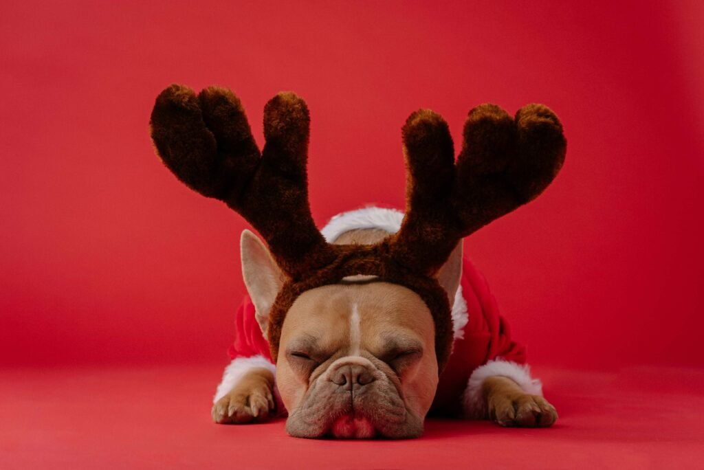 Top 5 Best Dog Christmas Sweaters for Festive Warmth!