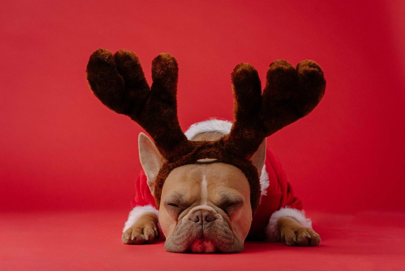 Top 5 Best Dog Christmas Sweaters for Festive Warmth!