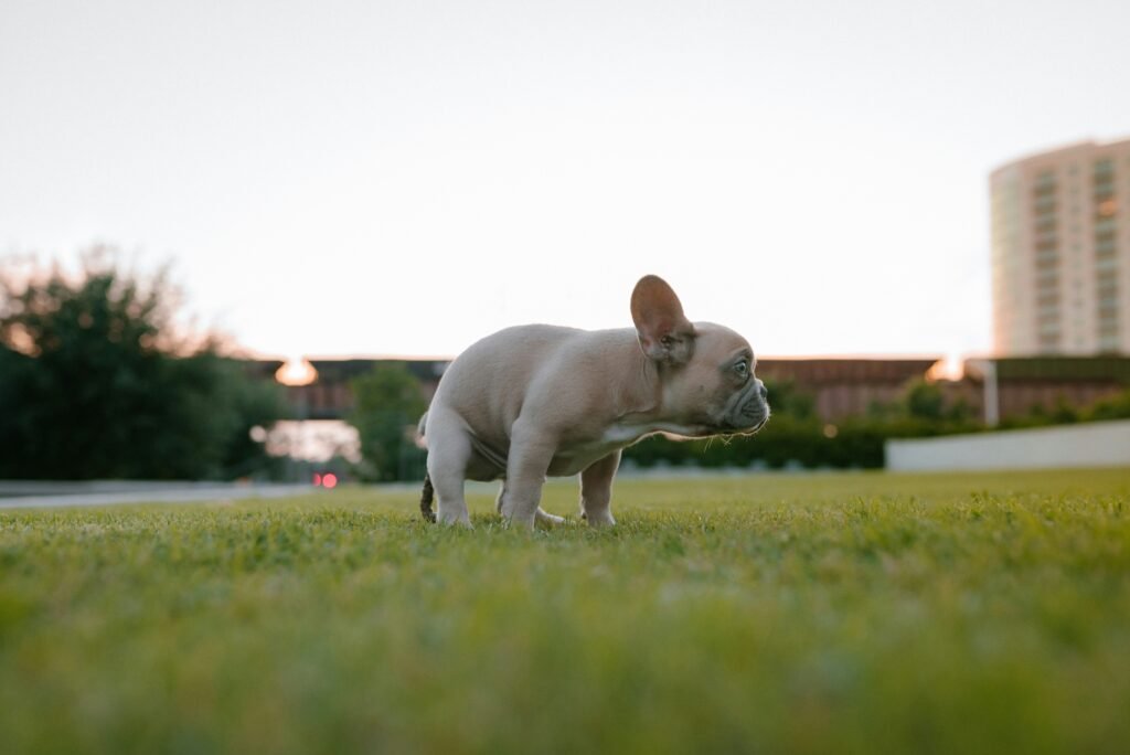 The 5 Best Dog Diapers for Ultimate Comfort!