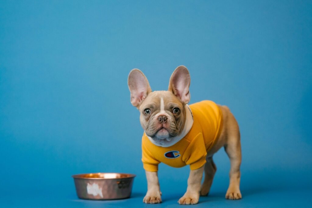 5 Best Slow Feeder Dog Bowls for Ultimate Mealtime Control!