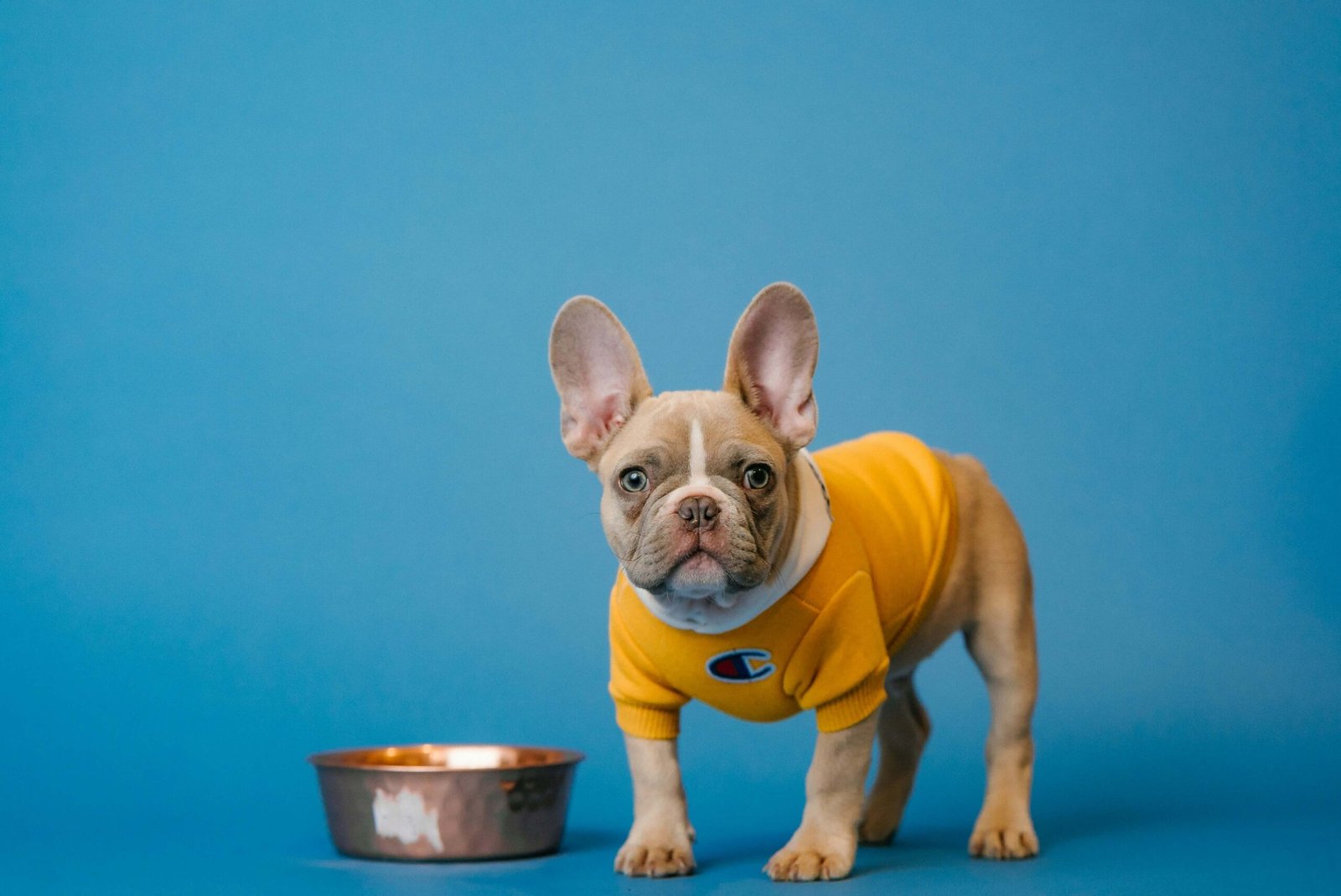 5 Best Slow Feeder Dog Bowls for Ultimate Mealtime Control!