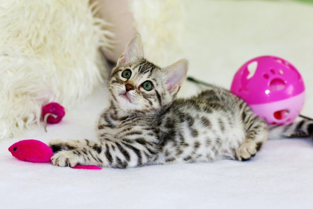 5 Best Cat Toys for Ultimate Entertainment & Enrichment!