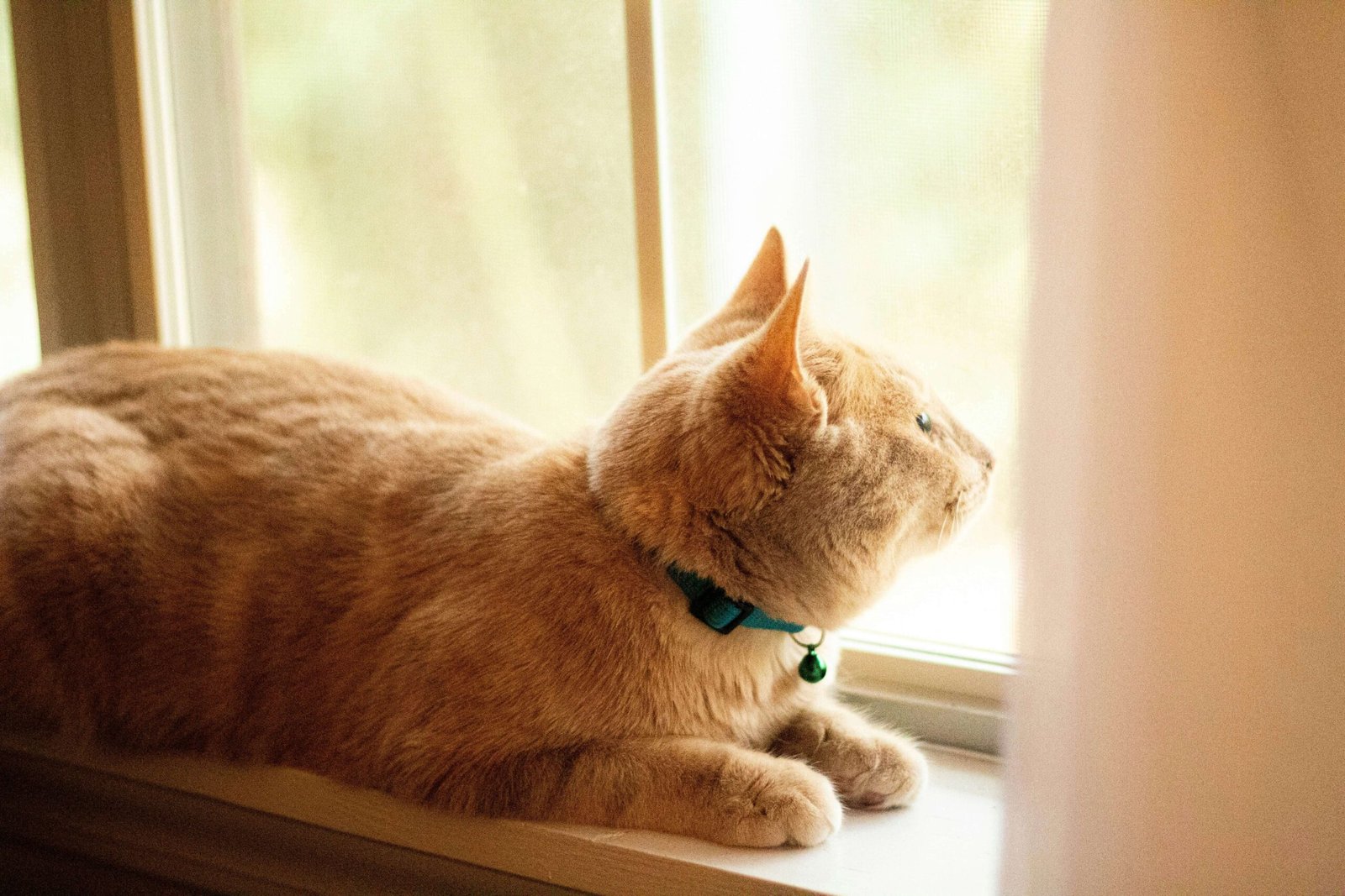 5 Best Cat Collars for Safety & Style!