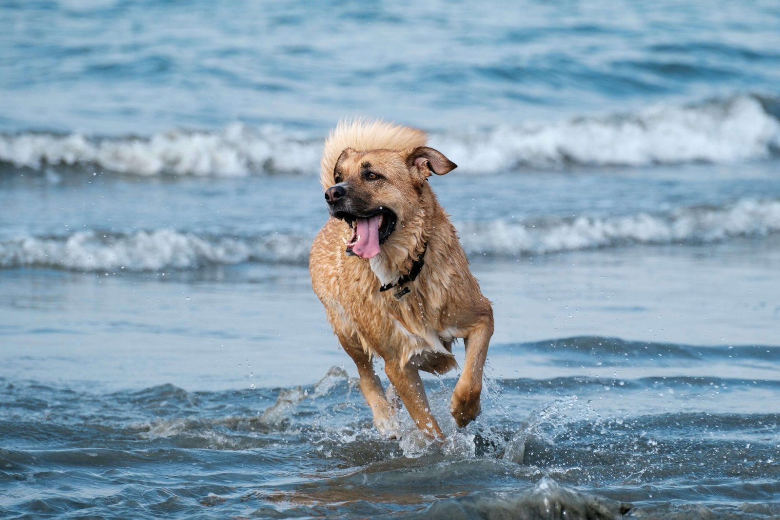 5 Top Dog Life Jackets for Ultimate Water Safety!