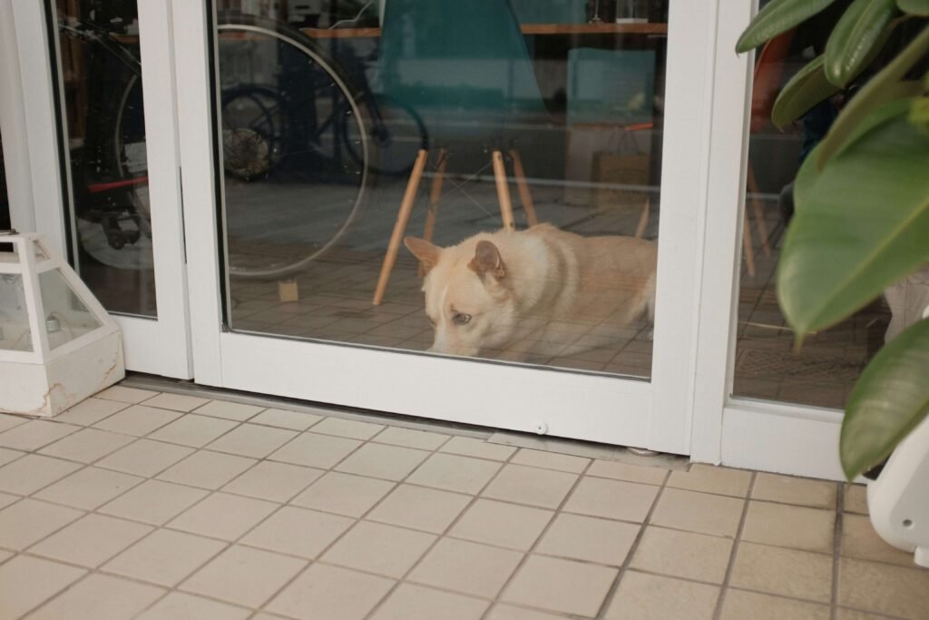 5 Best Screen Door with Dog Door Options for Pets 🐶