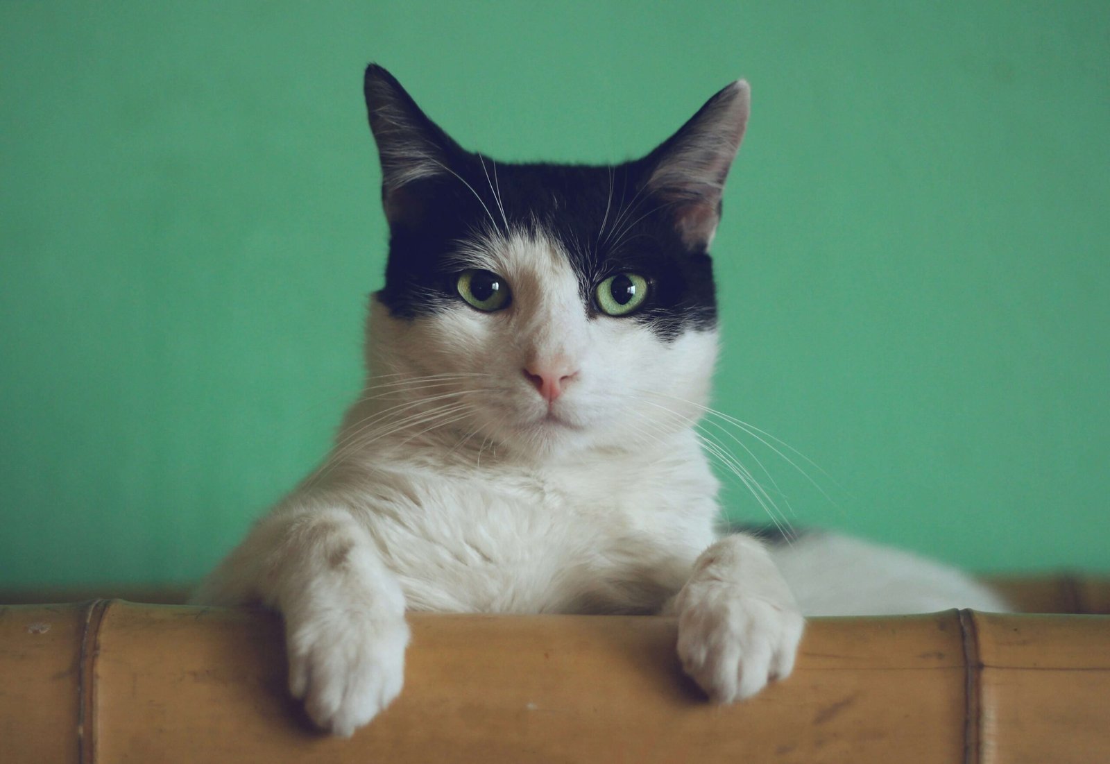 Top 5 Elite Outdoor Cat House Options for Your Companion!