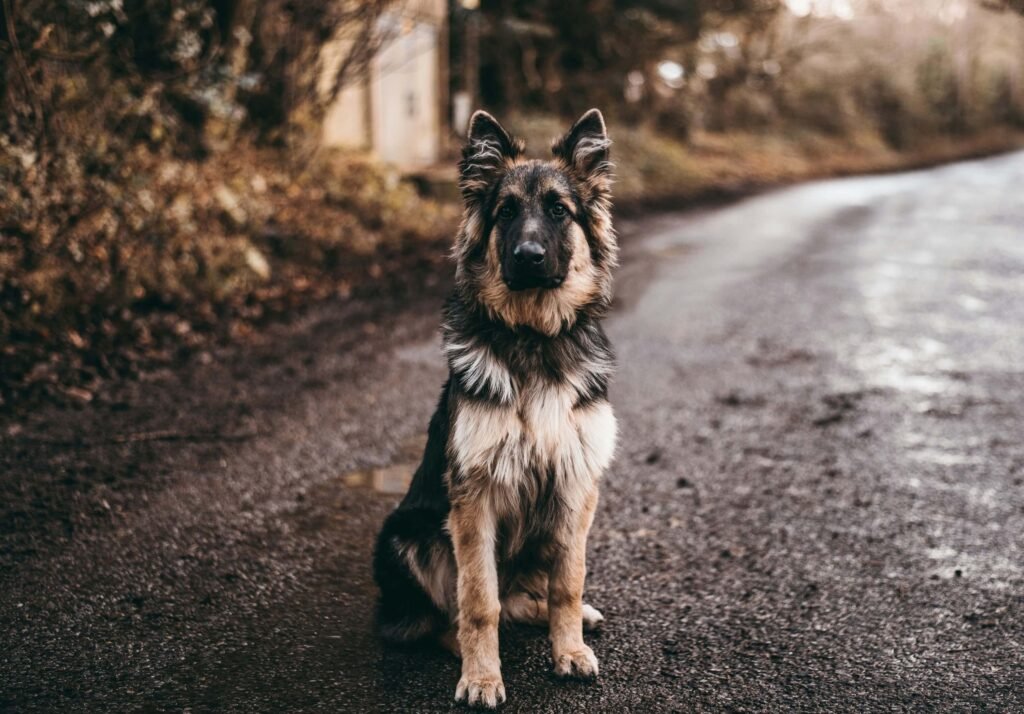 Top 5 Best Large Breed Dog Food for Ultimate Health!