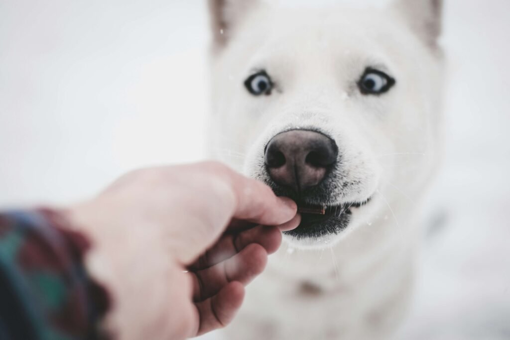 The 5 Best Dog Treat Pouches for Training & Adventures!