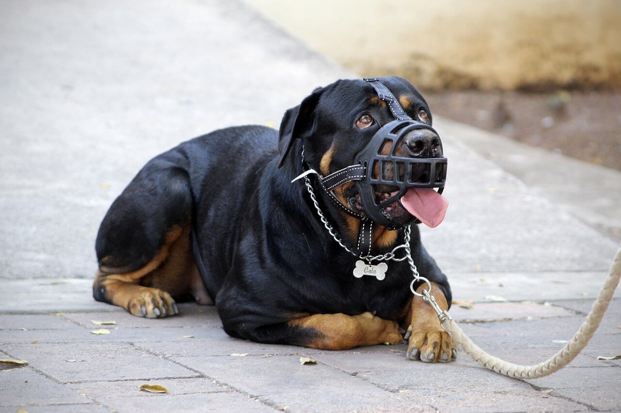 5 Ultimate Dog Muzzles for Maximum Safety and Comfort!