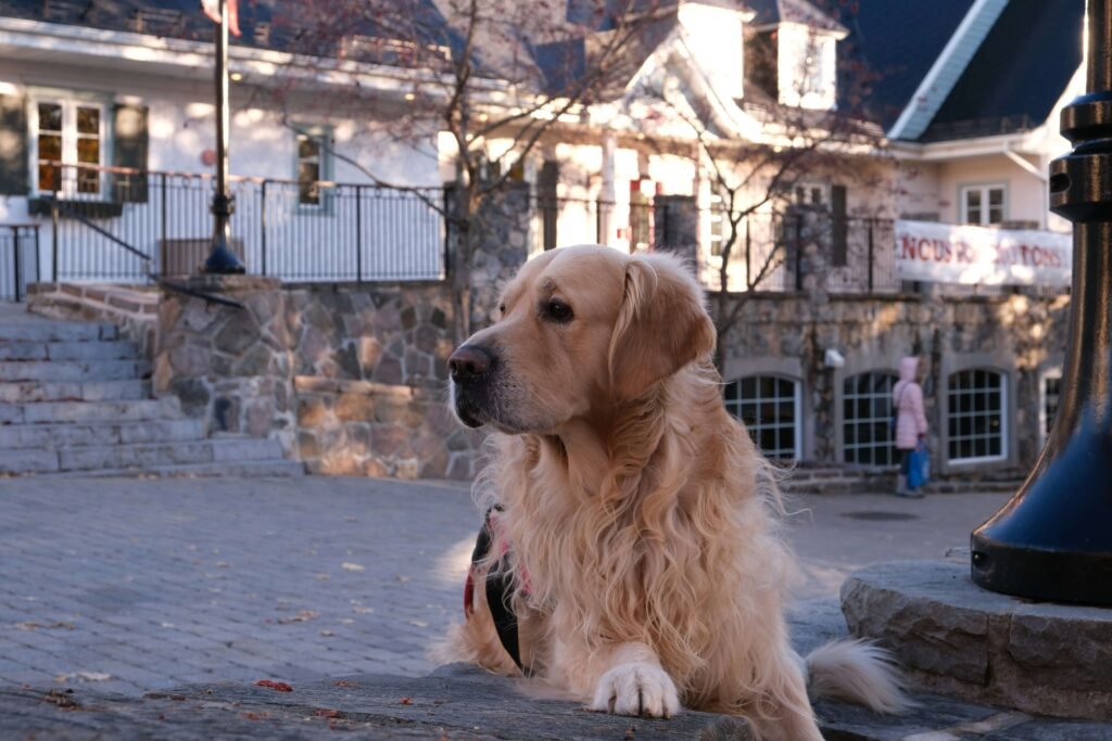 Top 5 Durable Outdoor Dog Houses for Ultimate Comfort!