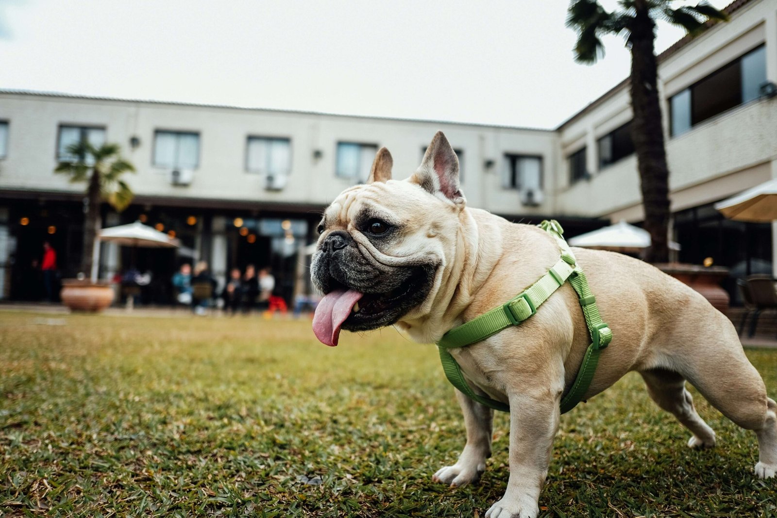 Top 5 Premium Small Dog Harnesses for Ultimate Comfort!
