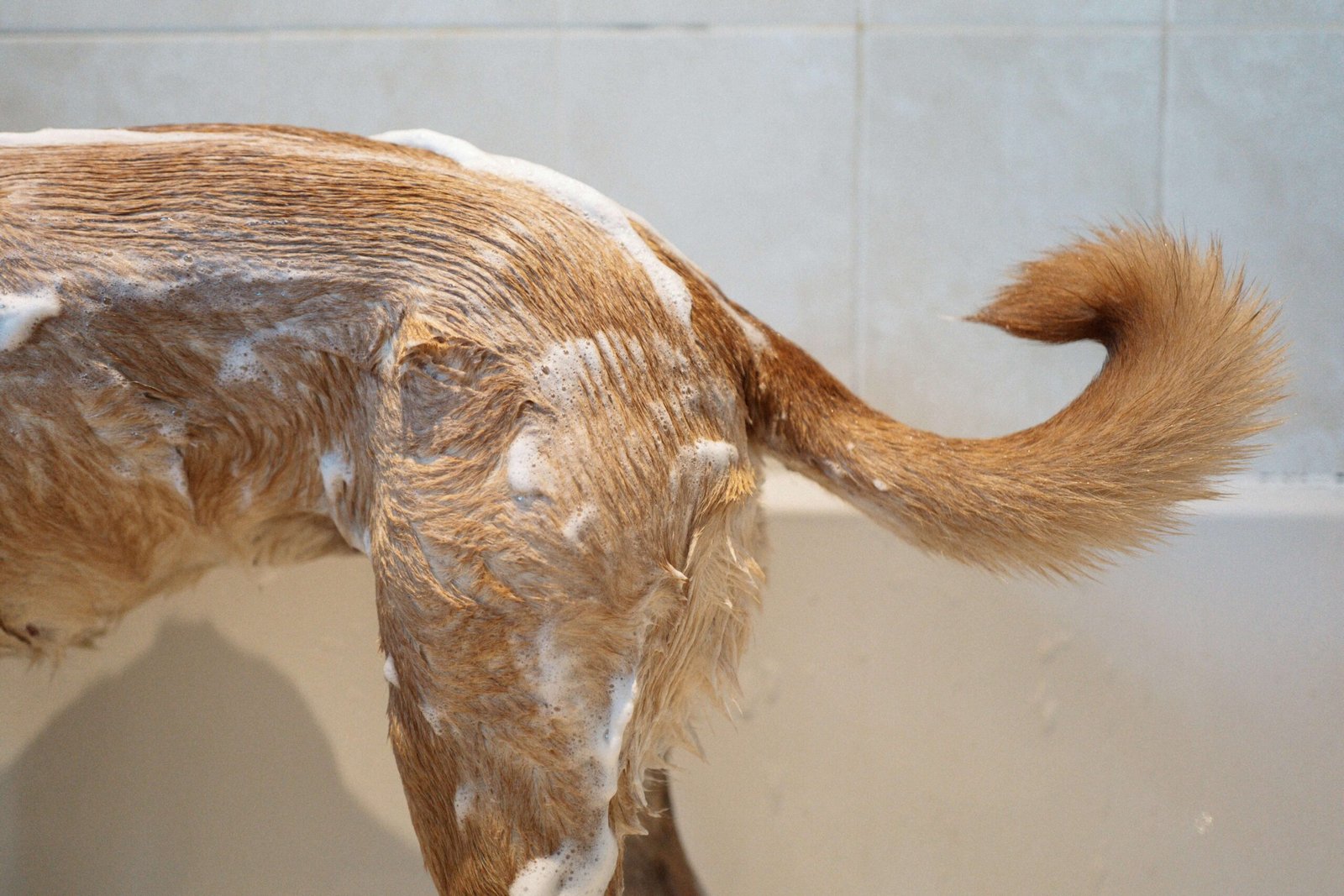 Top 5 Best Antifungal Dog Shampoos for Ultimate Skin Relief!