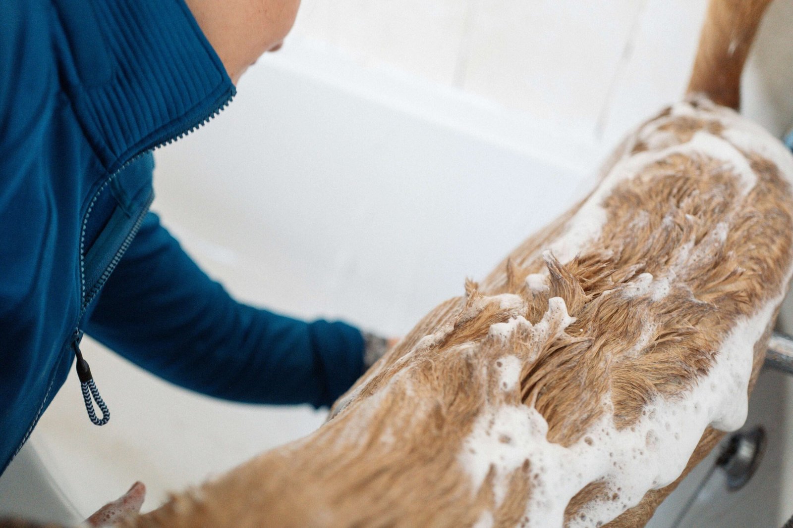 5 Best Dog Shampoos for Super Soft & Healthy Coats!