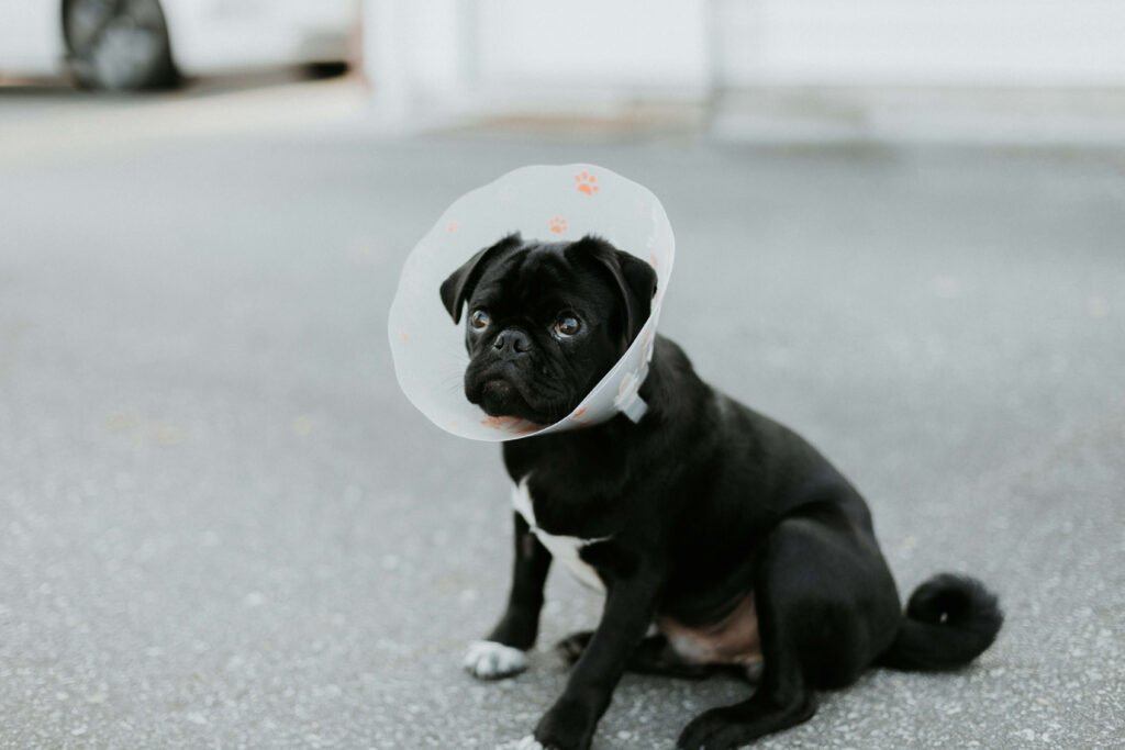Top 5 Premium Dog Cones for Ultimate Comfort & Recovery!