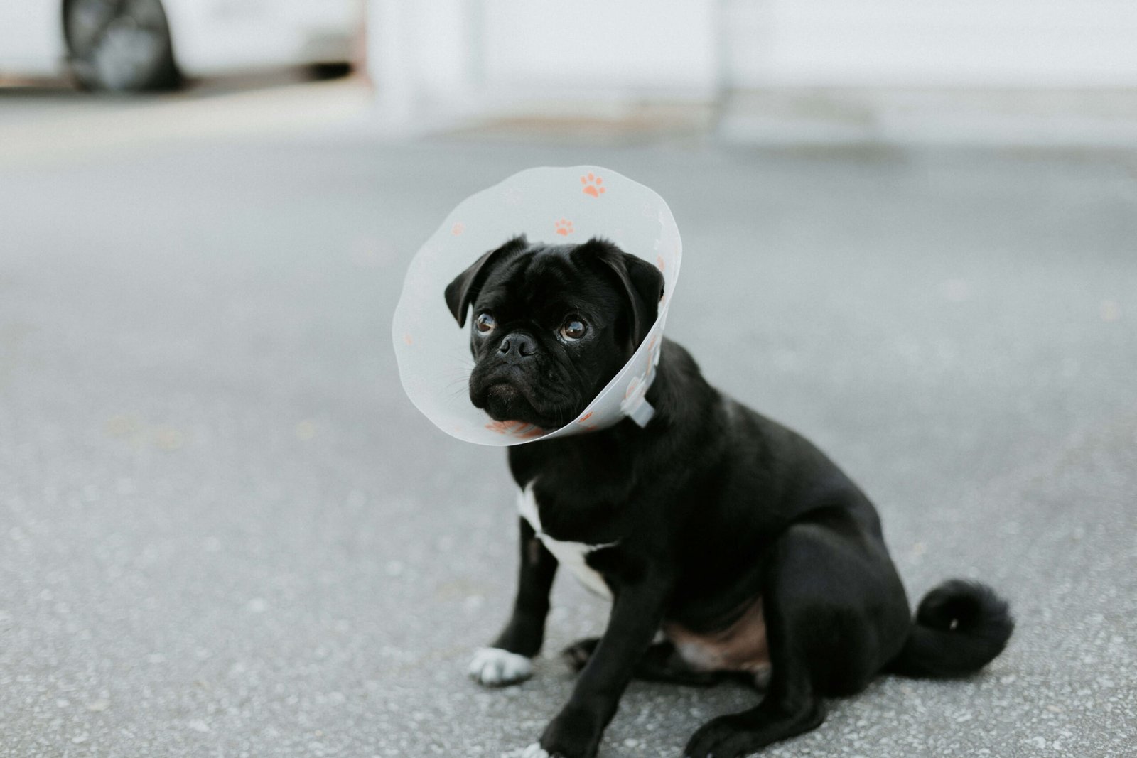 Top 5 Premium Dog Cones for Ultimate Comfort & Recovery!