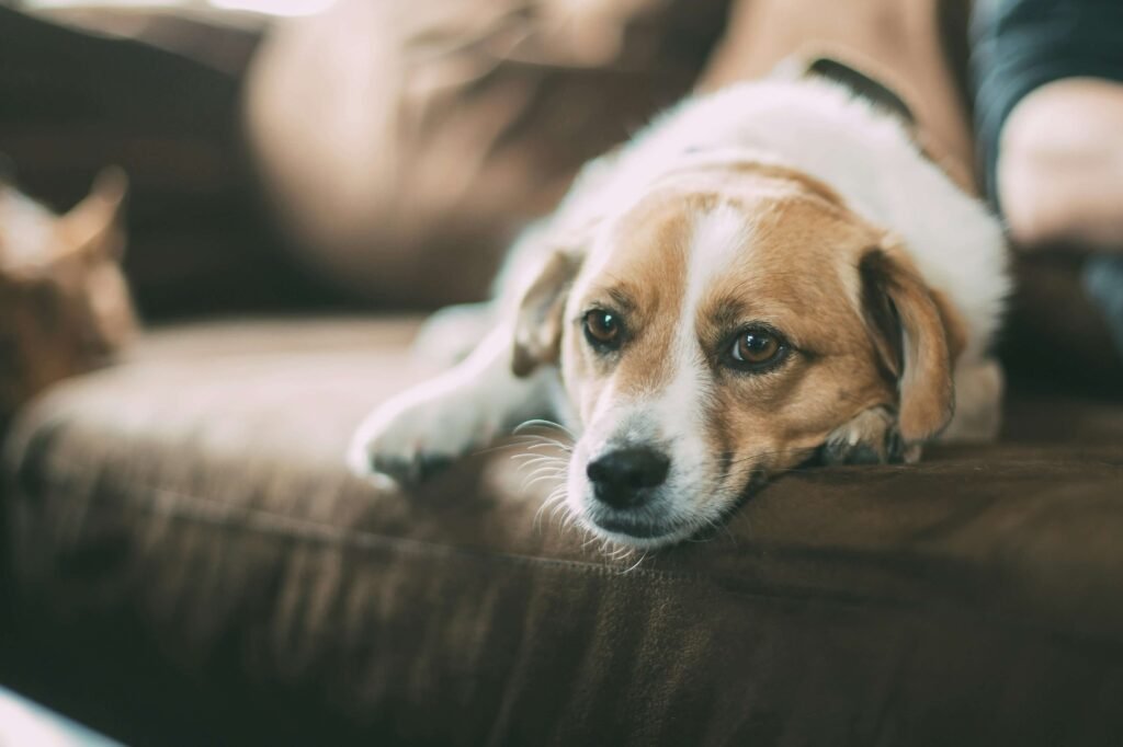 A cozy dog lounging comfortably on a dog couch, showcasing the perfect blend of style and comfort that makes these pet furniture pieces an essential addition to any home.