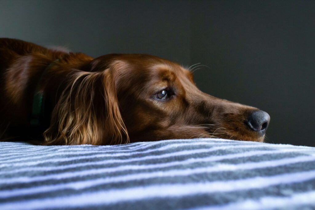Top 5 Essential Dog Period Pads for Ultimate Hygiene!