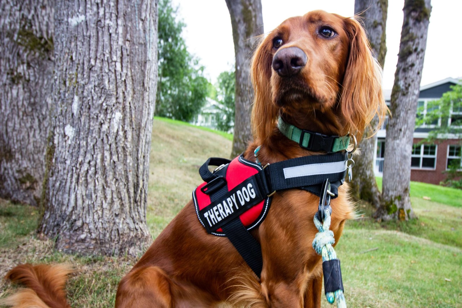 Top 5 Best Large Dog Harnesses for Ultimate Comfort!