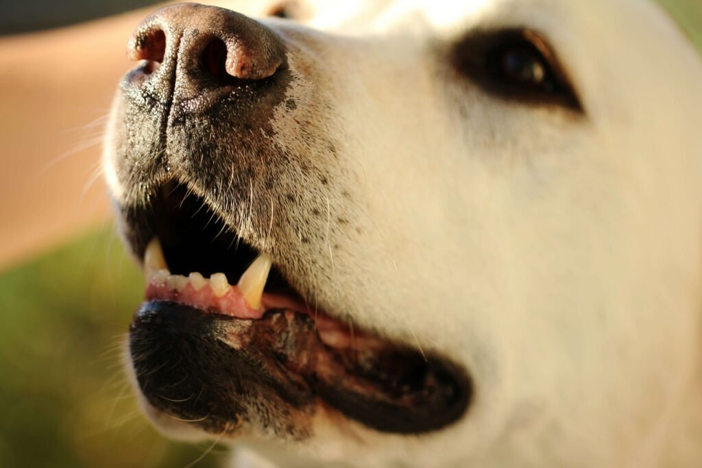 Top 5 Essential Dog Toothbrushes for Ultimate Dental Care!