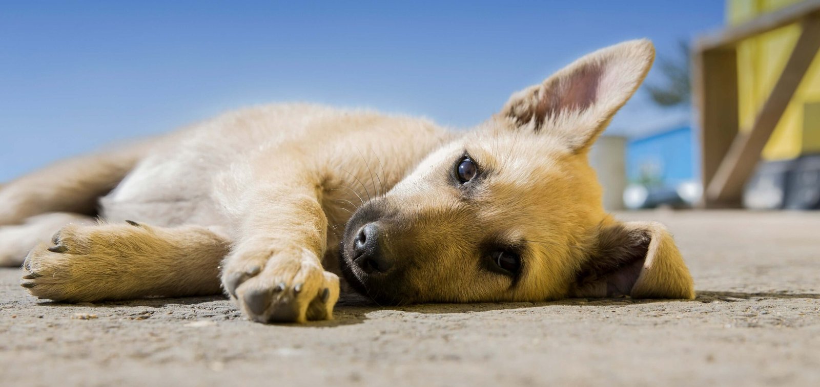 Top 5 Best Dog Bandages for Ultimate Wound Protection!