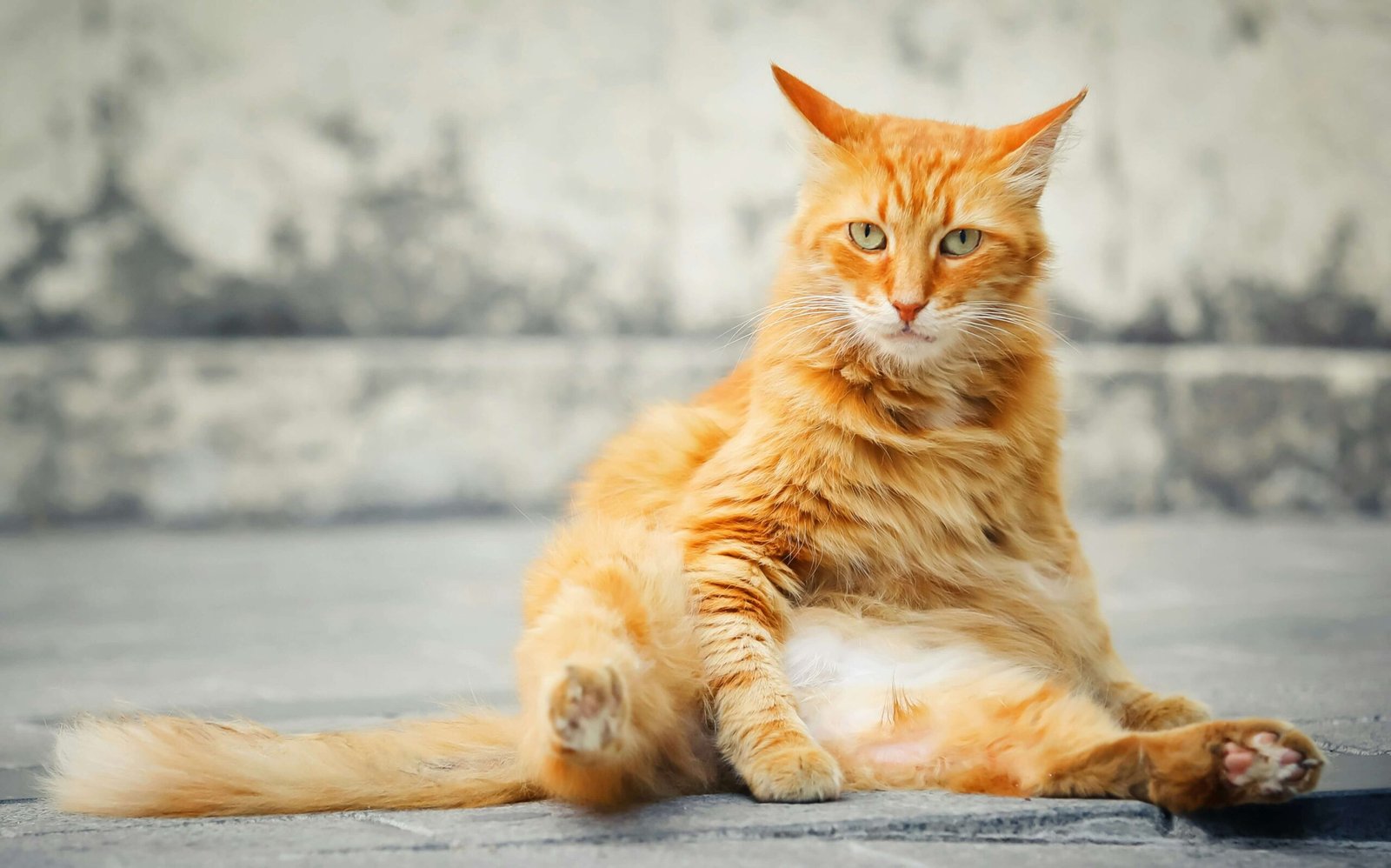 Top 4 Essential Cat Diapers for Ultimate Protection!