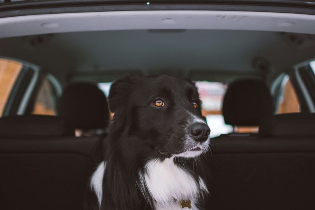 Top 5 Essential Dog Ramps for Car Travel Comfort!