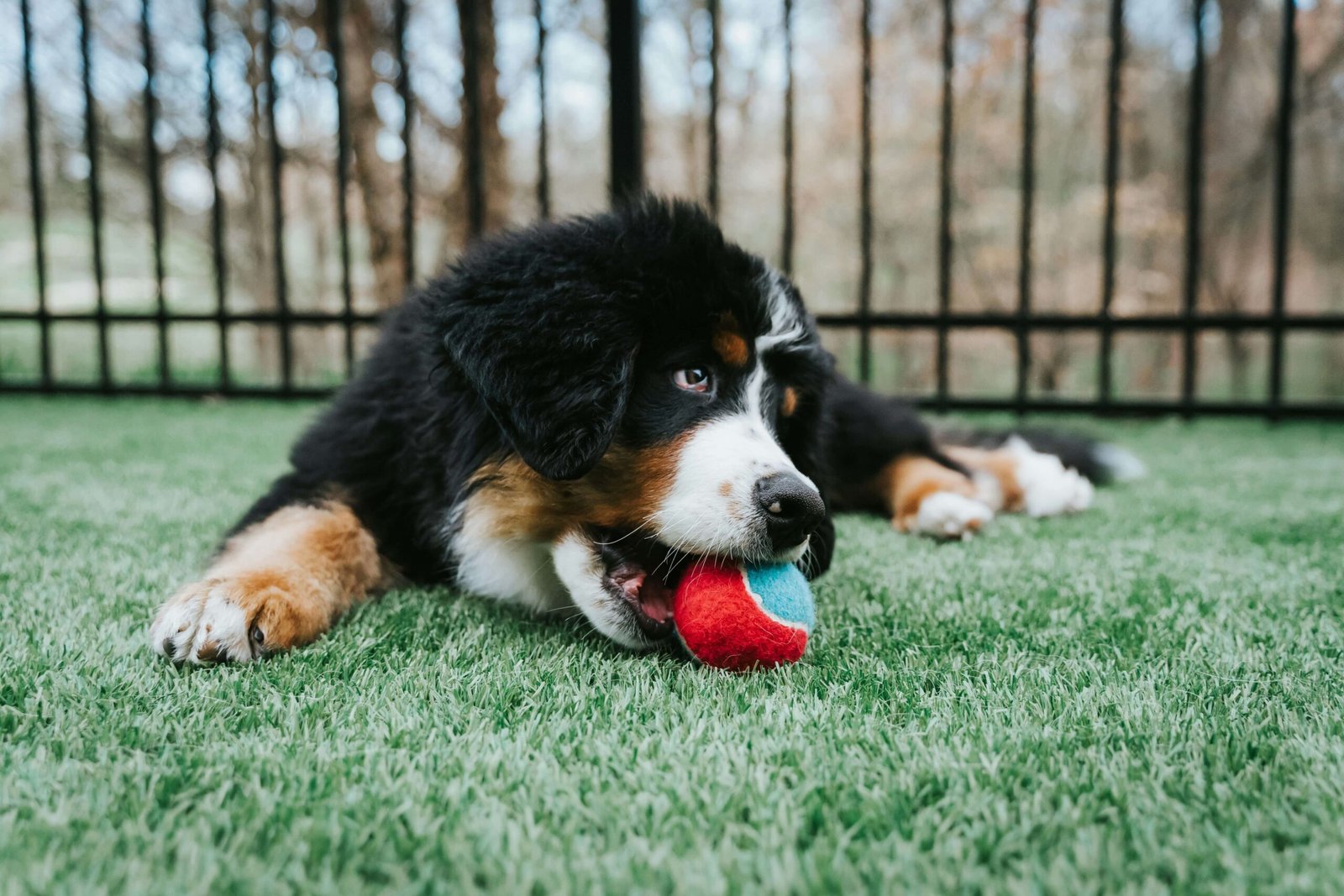 The 4 Best Dog Ball Pits for Ultimate Fun for Your Pup!