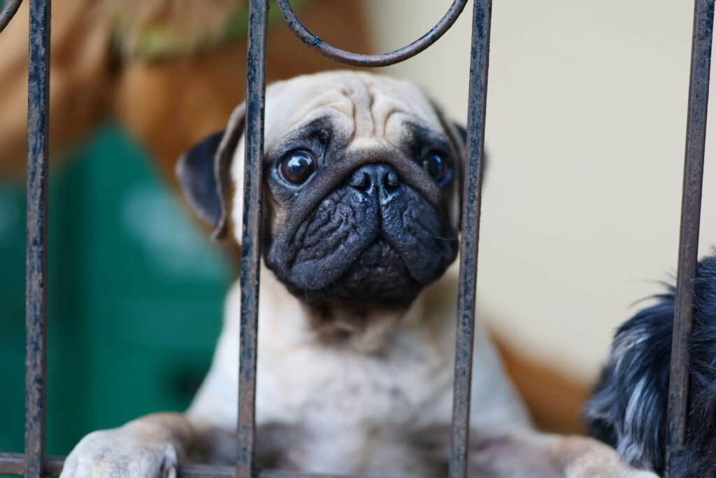 Top 5 Ultimate Dog Gates for Maximum Safety & Convenience!