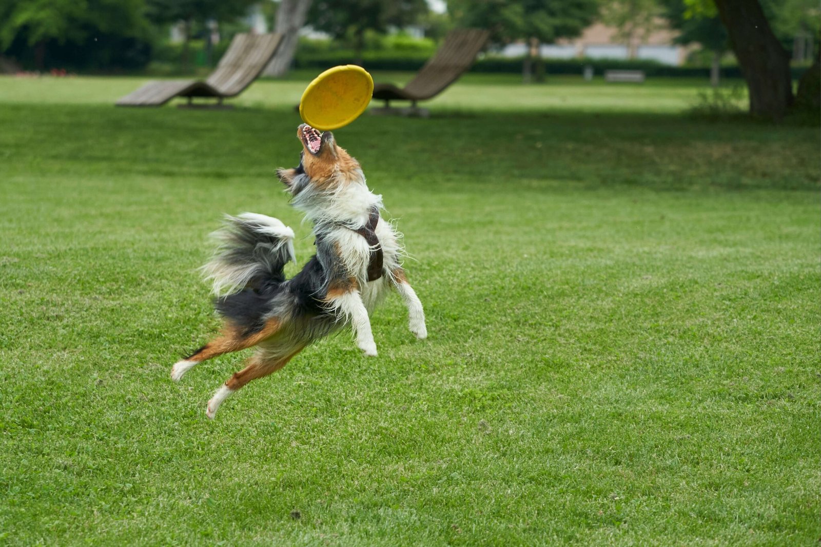 Expert Opinion: The Benefits of Dog Frisbees for Canine Fitness According to Dr. Emily Carter, a certified veterinary behaviorist, dog frisbees are an excellent tool for promoting physical and mental stimulation. "Frisbee play encourages dogs to engage in natural behaviors like running, jumping, and chasing while strengthening their coordination and focus," she explains. Dr. Carter also highlights the importance of choosing durable, safe toys that match your dog's size and energy level to prevent injuries during play. Regular frisbee sessions can significantly enhance your dog's overall health and happiness.