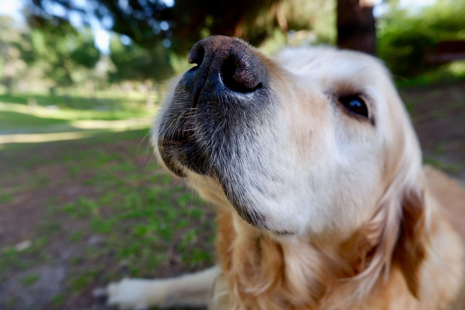 Top 5 Best Dog Nose Balms for Ultimate Snout Protection!
