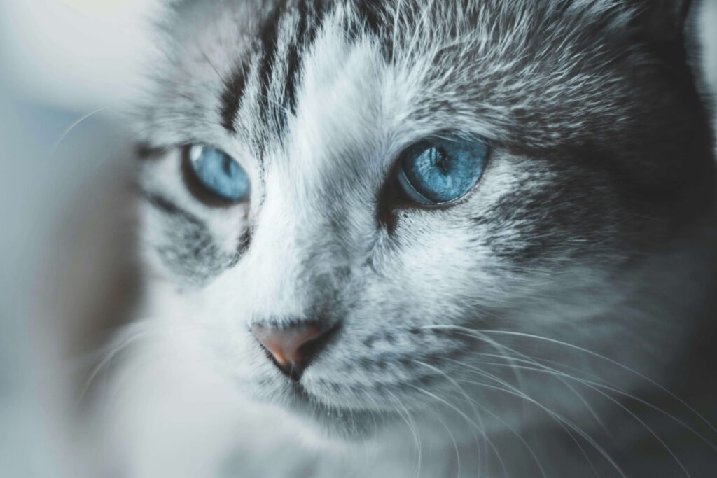 Top 4 Best Cat Food Bowls for Ultimate Mealtime Comfort!