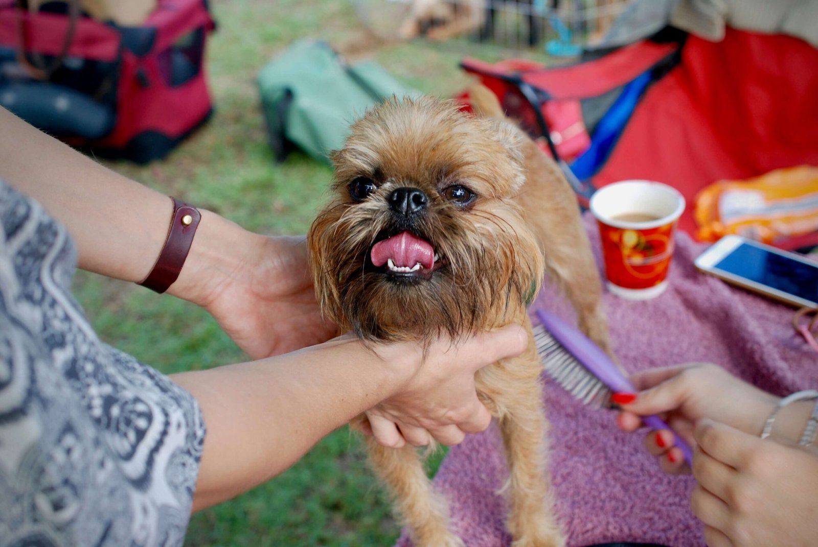 Stress-Free Dog Grooming: 7 Powerful Tips for Every Pet Parent!