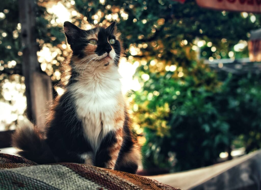 The Enchanting World of the Tabby Calico Cat: Best 7 Tips!