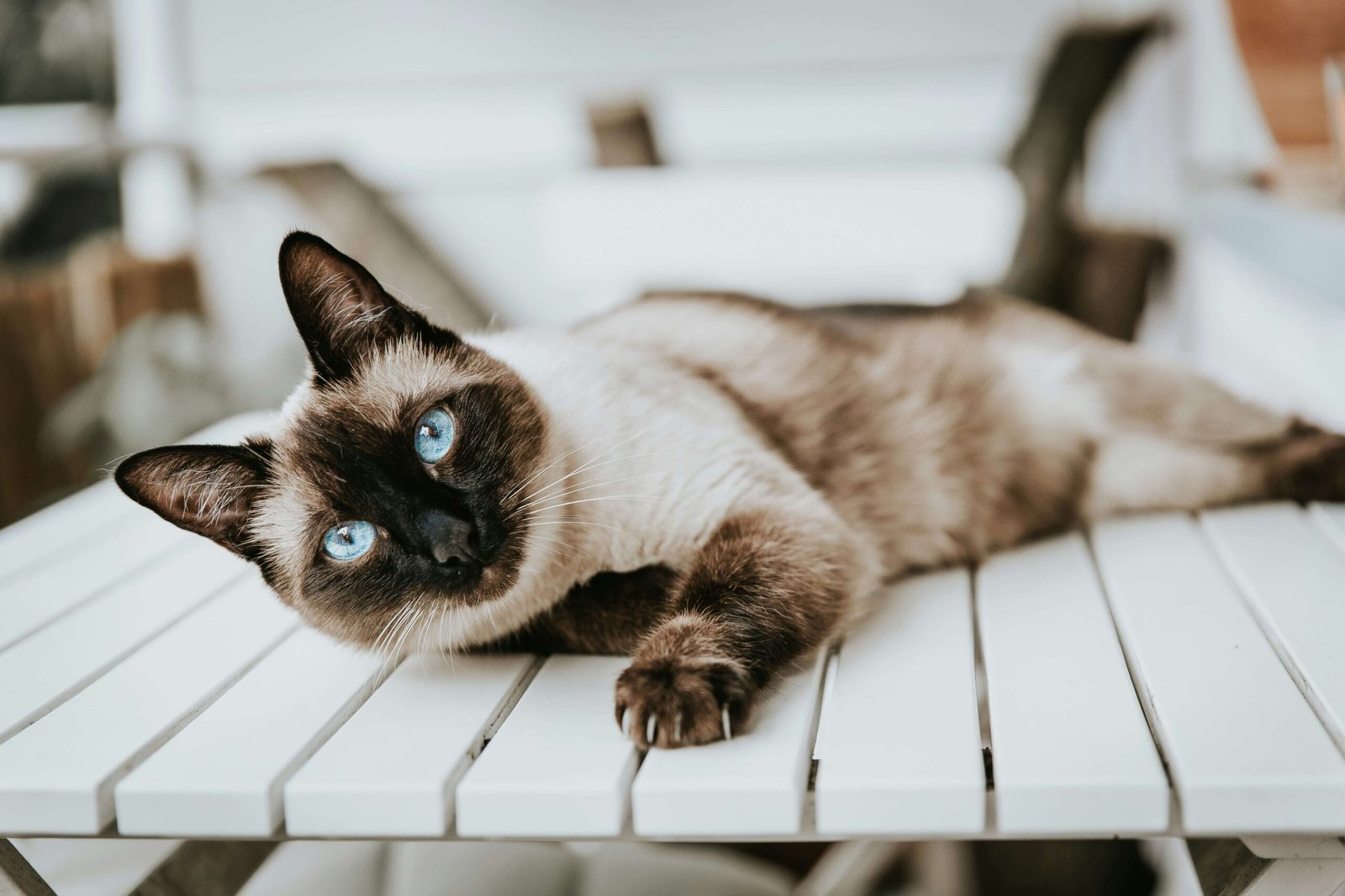 Top 4 Cat Talking Buttons for Smarter Pets!