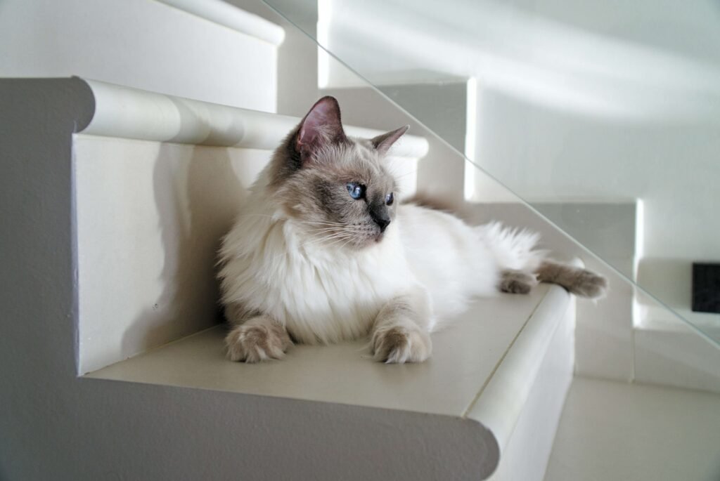 Top 4 Best Cat Diapers for Ultimate Leak Protection!