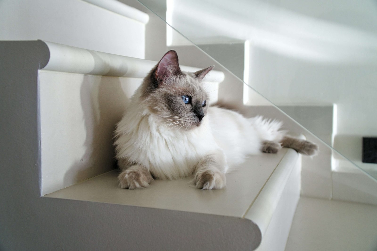 Top 4 Best Cat Diapers for Ultimate Leak Protection!