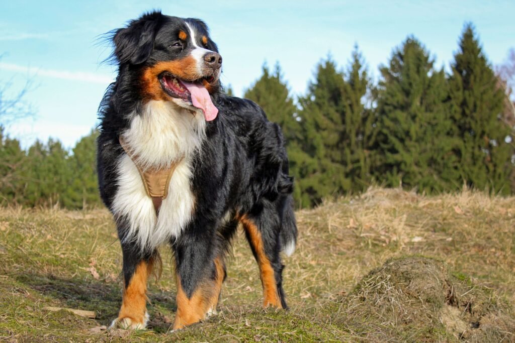 5 Best Dog Sofa Covers for Ultimate Furniture Protection!