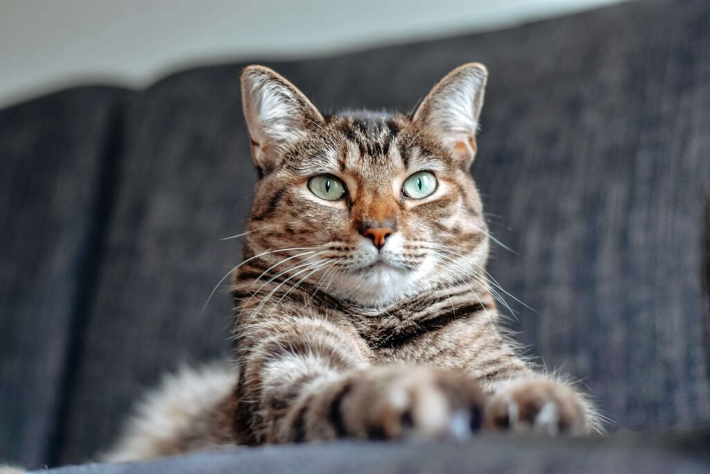 The Allure of Black and Brown Cat Mix Breeds: Best 7 Tips!