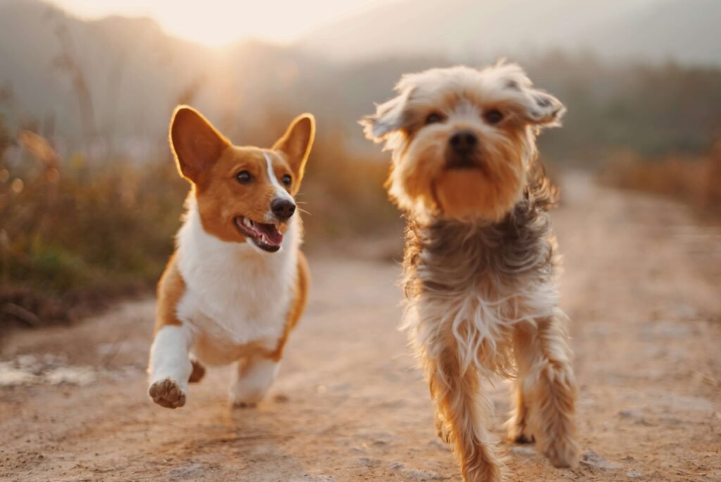 Dog Whistle to Stop Barking: Top 7 Best All-Rounder Tips!