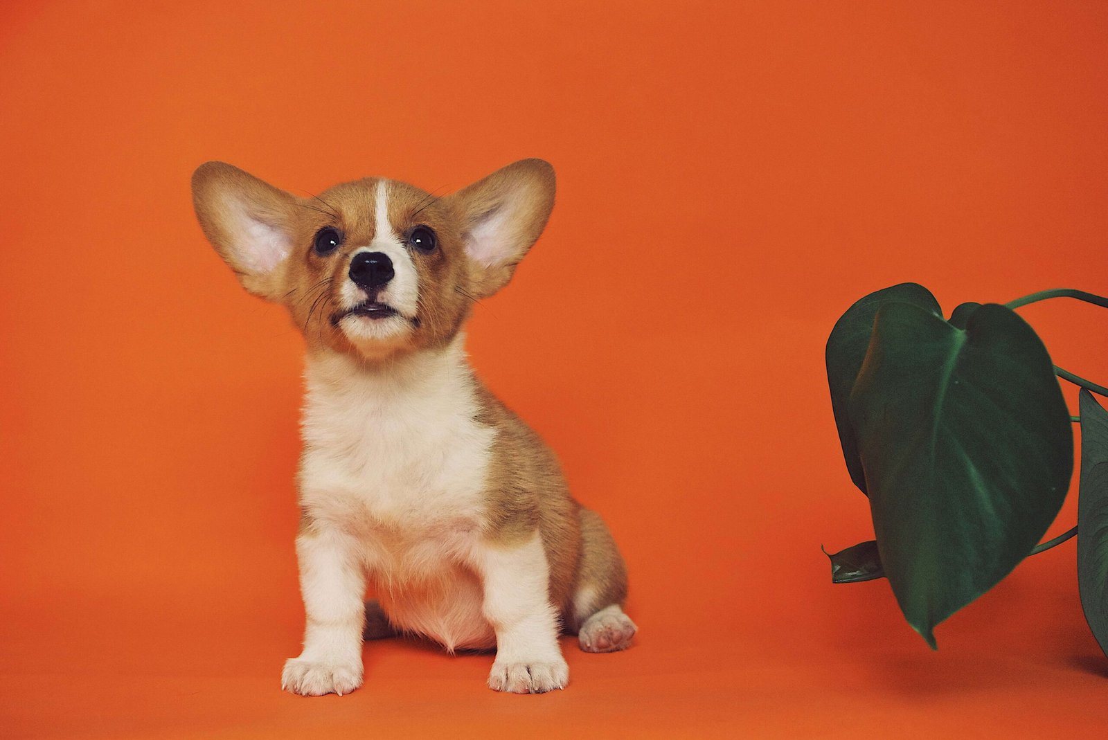 Top 5 Must-Have Dog Cave Solutions for Ultimate Pet Comfort!
