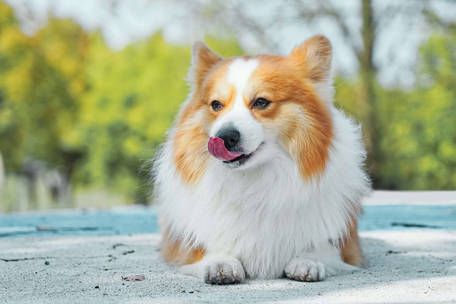 Top 5 Must-Have Dog Water Toys for Ultimate Summer Fun!