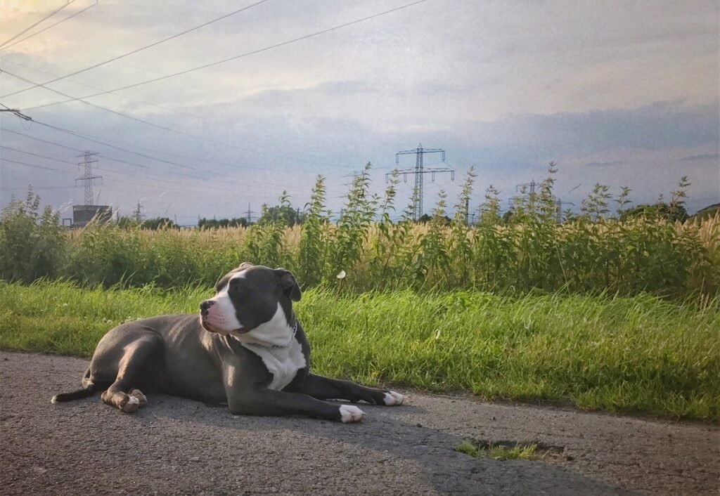 Best Dog Food for American Bully: 7 Expert Tips!