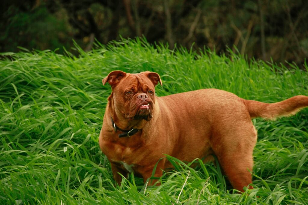 Underbite Dog: Best 7 Tips for a Healthy, Happy Pup!
