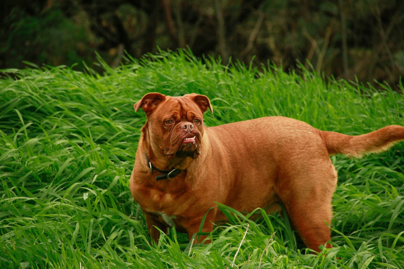 Underbite Dog: Best 7 Tips for a Healthy, Happy Pup!